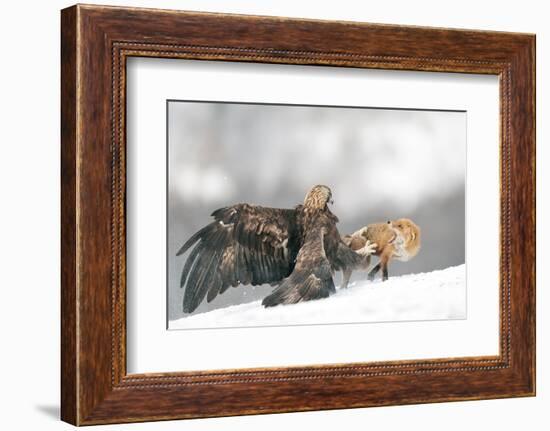 Golden Eagle and Red Fox-Yves Adams-Framed Photographic Print