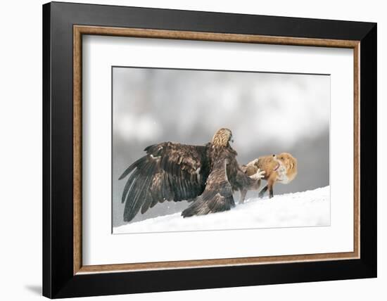 Golden Eagle and Red Fox-Yves Adams-Framed Photographic Print