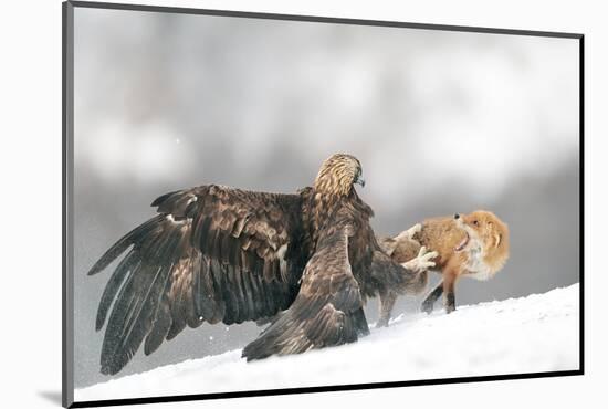 Golden Eagle and Red Fox-Yves Adams-Mounted Photographic Print