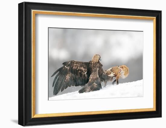 Golden Eagle and Red Fox-Yves Adams-Framed Photographic Print