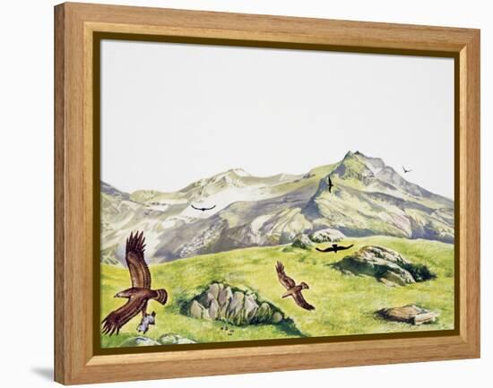 Golden Eagle (Aquila Chrysaetos), Accipitridae-null-Framed Premier Image Canvas