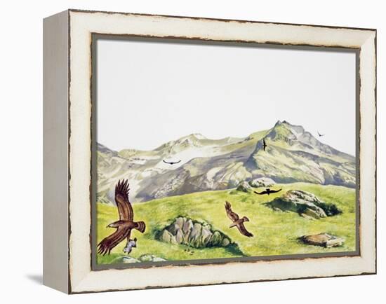 Golden Eagle (Aquila Chrysaetos), Accipitridae-null-Framed Premier Image Canvas