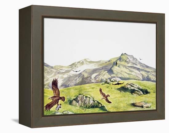 Golden Eagle (Aquila Chrysaetos), Accipitridae-null-Framed Premier Image Canvas