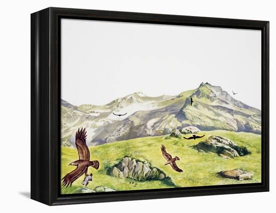 Golden Eagle (Aquila Chrysaetos), Accipitridae-null-Framed Premier Image Canvas