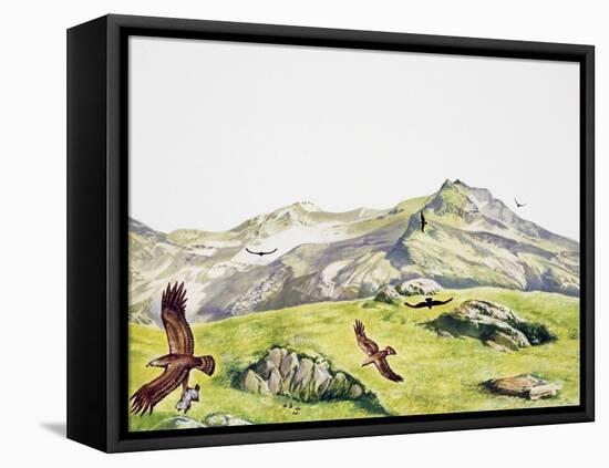 Golden Eagle (Aquila Chrysaetos), Accipitridae-null-Framed Premier Image Canvas