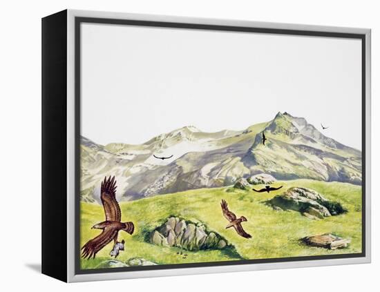 Golden Eagle (Aquila Chrysaetos), Accipitridae-null-Framed Premier Image Canvas