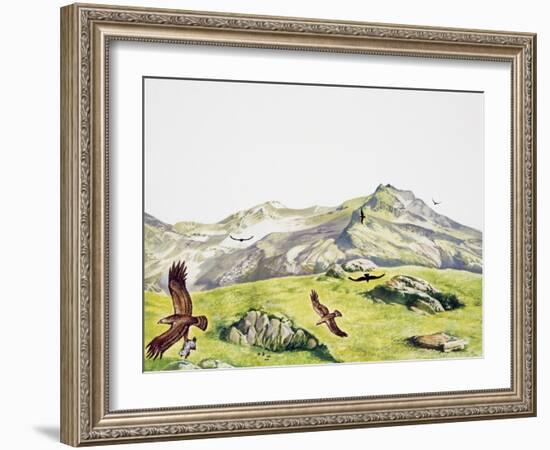 Golden Eagle (Aquila Chrysaetos), Accipitridae-null-Framed Giclee Print