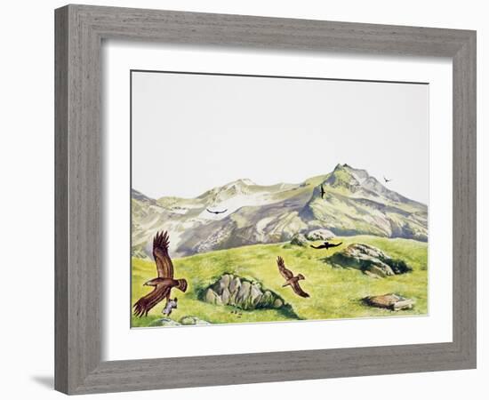 Golden Eagle (Aquila Chrysaetos), Accipitridae-null-Framed Giclee Print