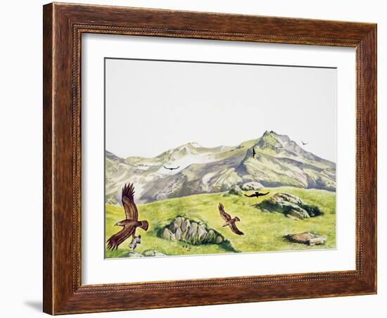 Golden Eagle (Aquila Chrysaetos), Accipitridae-null-Framed Giclee Print