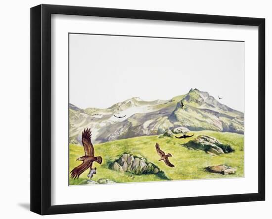 Golden Eagle (Aquila Chrysaetos), Accipitridae-null-Framed Giclee Print