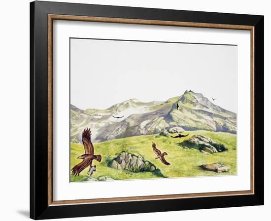 Golden Eagle (Aquila Chrysaetos), Accipitridae-null-Framed Giclee Print