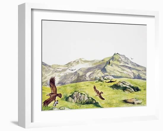 Golden Eagle (Aquila Chrysaetos), Accipitridae-null-Framed Giclee Print