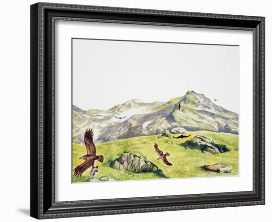 Golden Eagle (Aquila Chrysaetos), Accipitridae-null-Framed Giclee Print