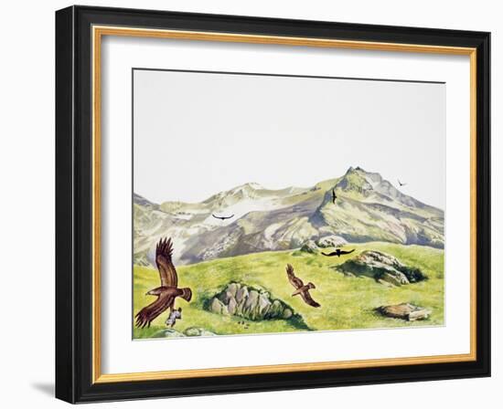 Golden Eagle (Aquila Chrysaetos), Accipitridae-null-Framed Giclee Print