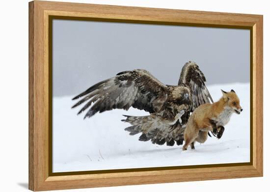 Golden Eagle (Aquila Chrysaetos) Adult Defending Carcass from Red Fox (Vulpes Vulpes), Bulgaria-Stefan Huwiler-Framed Premier Image Canvas