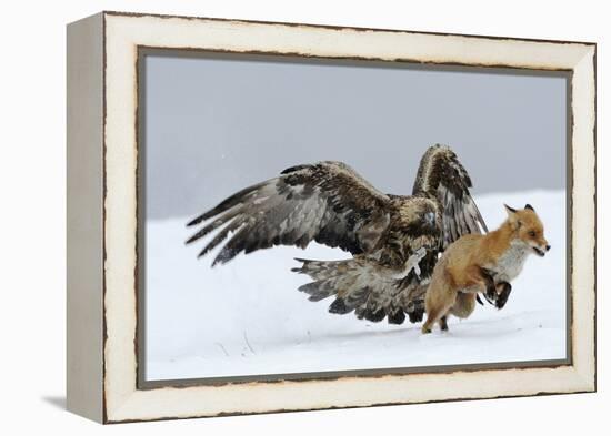 Golden Eagle (Aquila Chrysaetos) Adult Defending Carcass from Red Fox (Vulpes Vulpes), Bulgaria-Stefan Huwiler-Framed Premier Image Canvas