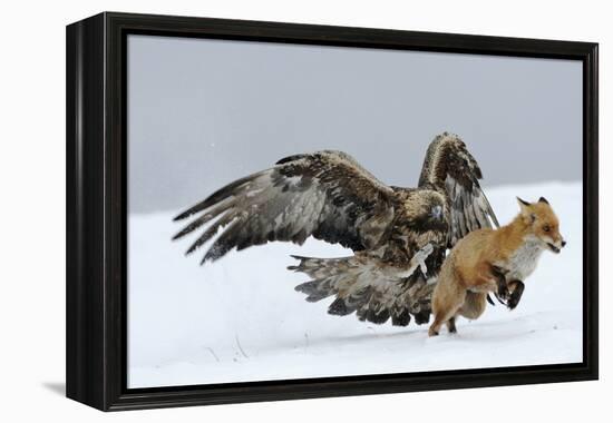 Golden Eagle (Aquila Chrysaetos) Adult Defending Carcass from Red Fox (Vulpes Vulpes), Bulgaria-Stefan Huwiler-Framed Premier Image Canvas