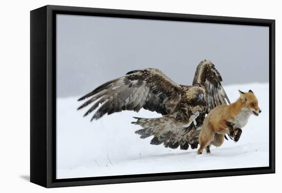 Golden Eagle (Aquila Chrysaetos) Adult Defending Carcass from Red Fox (Vulpes Vulpes), Bulgaria-Stefan Huwiler-Framed Premier Image Canvas