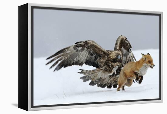 Golden Eagle (Aquila Chrysaetos) Adult Defending Carcass from Red Fox (Vulpes Vulpes), Bulgaria-Stefan Huwiler-Framed Premier Image Canvas