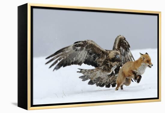 Golden Eagle (Aquila Chrysaetos) Adult Defending Carcass from Red Fox (Vulpes Vulpes), Bulgaria-Stefan Huwiler-Framed Premier Image Canvas