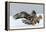 Golden Eagle (Aquila Chrysaetos) Adult Defending Carcass from Red Fox (Vulpes Vulpes), Bulgaria-Stefan Huwiler-Framed Premier Image Canvas