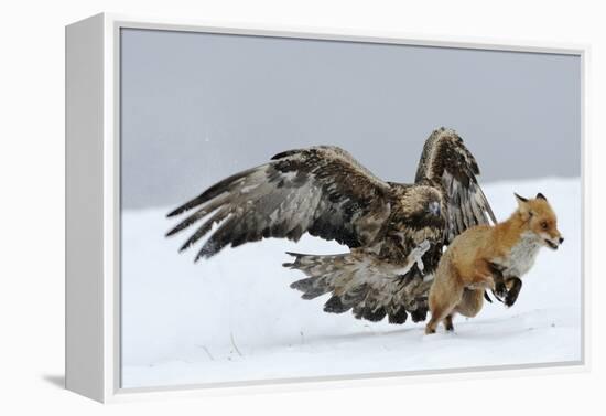 Golden Eagle (Aquila Chrysaetos) Adult Defending Carcass from Red Fox (Vulpes Vulpes), Bulgaria-Stefan Huwiler-Framed Premier Image Canvas