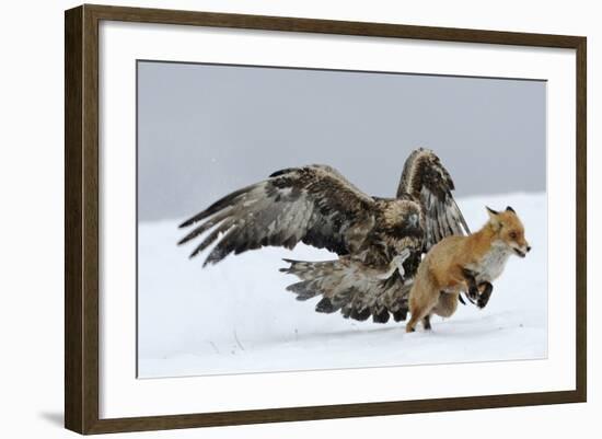 Golden Eagle (Aquila Chrysaetos) Adult Defending Carcass from Red Fox (Vulpes Vulpes), Bulgaria-Stefan Huwiler-Framed Photographic Print