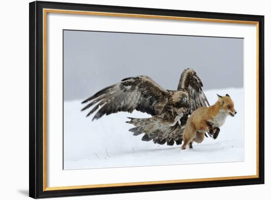 Golden Eagle (Aquila Chrysaetos) Adult Defending Carcass from Red Fox (Vulpes Vulpes), Bulgaria-Stefan Huwiler-Framed Photographic Print