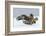 Golden Eagle (Aquila Chrysaetos) Adult Defending Carcass from Red Fox (Vulpes Vulpes), Bulgaria-Stefan Huwiler-Framed Photographic Print