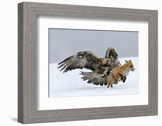 Golden Eagle (Aquila Chrysaetos) Adult Defending Carcass from Red Fox (Vulpes Vulpes), Bulgaria-Stefan Huwiler-Framed Photographic Print