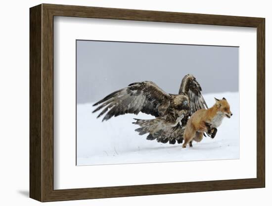 Golden Eagle (Aquila Chrysaetos) Adult Defending Carcass from Red Fox (Vulpes Vulpes), Bulgaria-Stefan Huwiler-Framed Photographic Print