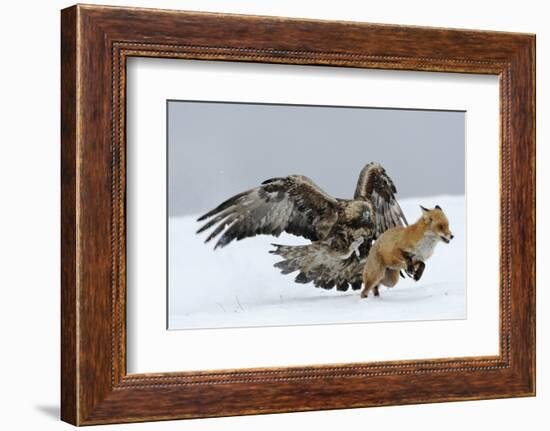 Golden Eagle (Aquila Chrysaetos) Adult Defending Carcass from Red Fox (Vulpes Vulpes), Bulgaria-Stefan Huwiler-Framed Photographic Print