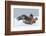 Golden Eagle (Aquila Chrysaetos) Adult Defending Carcass from Red Fox (Vulpes Vulpes), Bulgaria-Stefan Huwiler-Framed Photographic Print