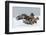 Golden Eagle (Aquila Chrysaetos) Adult Defending Carcass from Red Fox (Vulpes Vulpes), Bulgaria-Stefan Huwiler-Framed Photographic Print