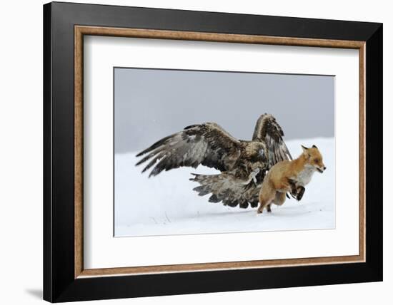 Golden Eagle (Aquila Chrysaetos) Adult Defending Carcass from Red Fox (Vulpes Vulpes), Bulgaria-Stefan Huwiler-Framed Photographic Print