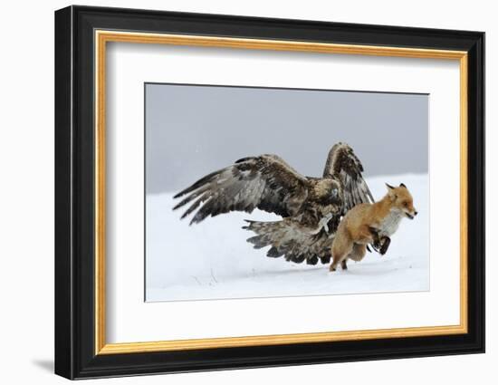 Golden Eagle (Aquila Chrysaetos) Adult Defending Carcass from Red Fox (Vulpes Vulpes), Bulgaria-Stefan Huwiler-Framed Photographic Print