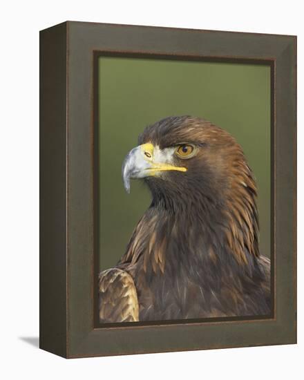Golden Eagle (Aquila Chrysaetos) Adult Portrait, Cairngorms National Park, Scotland, UK-Pete Cairns-Framed Premier Image Canvas