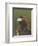 Golden Eagle (Aquila Chrysaetos) Adult Portrait, Cairngorms National Park, Scotland, UK-Pete Cairns-Framed Premium Photographic Print