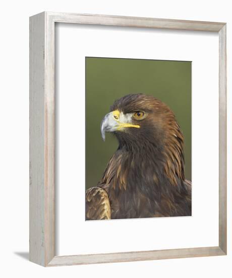 Golden Eagle (Aquila Chrysaetos) Adult Portrait, Cairngorms National Park, Scotland, UK-Pete Cairns-Framed Premium Photographic Print