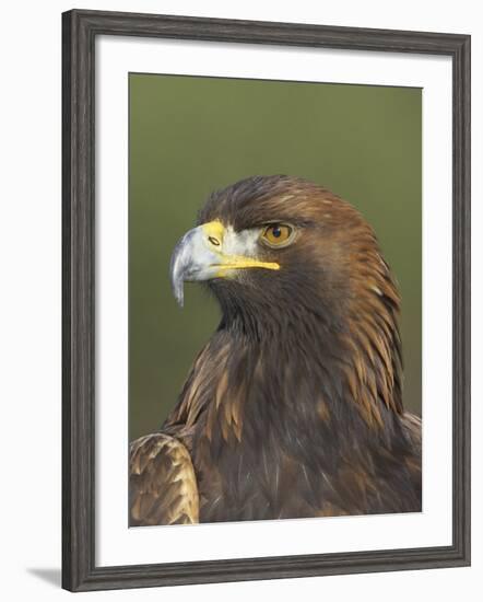 Golden Eagle (Aquila Chrysaetos) Adult Portrait, Cairngorms National Park, Scotland, UK-Pete Cairns-Framed Photographic Print