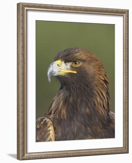 Golden Eagle (Aquila Chrysaetos) Adult Portrait, Cairngorms National Park, Scotland, UK-Pete Cairns-Framed Photographic Print