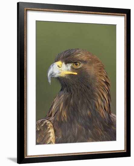 Golden Eagle (Aquila Chrysaetos) Adult Portrait, Cairngorms National Park, Scotland, UK-Pete Cairns-Framed Photographic Print