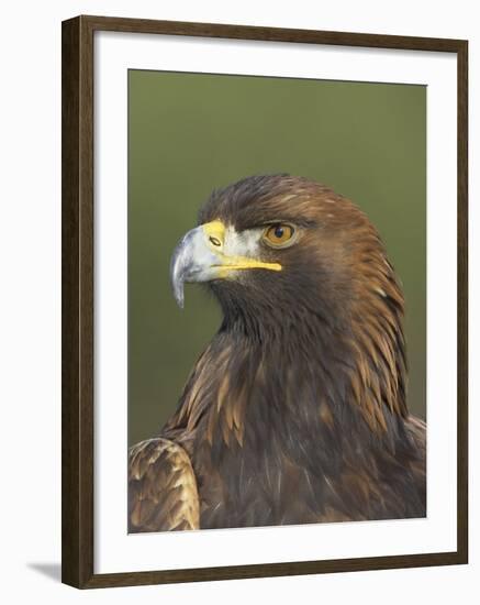 Golden Eagle (Aquila Chrysaetos) Adult Portrait, Cairngorms National Park, Scotland, UK-Pete Cairns-Framed Photographic Print