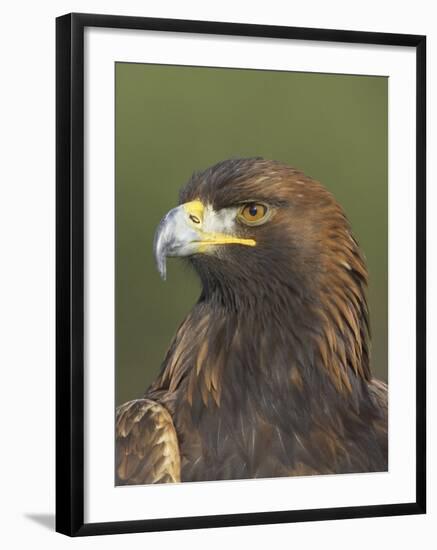 Golden Eagle (Aquila Chrysaetos) Adult Portrait, Cairngorms National Park, Scotland, UK-Pete Cairns-Framed Photographic Print