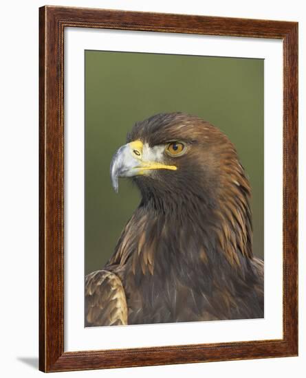 Golden Eagle (Aquila Chrysaetos) Adult Portrait, Cairngorms National Park, Scotland, UK-Pete Cairns-Framed Photographic Print
