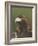 Golden Eagle (Aquila Chrysaetos) Adult Portrait, Cairngorms National Park, Scotland, UK-Pete Cairns-Framed Photographic Print