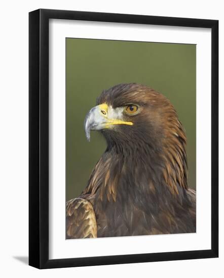 Golden Eagle (Aquila Chrysaetos) Adult Portrait, Cairngorms National Park, Scotland, UK-Pete Cairns-Framed Photographic Print