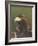 Golden Eagle (Aquila Chrysaetos) Adult Portrait, Cairngorms National Park, Scotland, UK-Pete Cairns-Framed Photographic Print