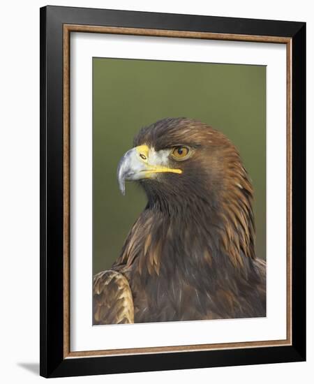 Golden Eagle (Aquila Chrysaetos) Adult Portrait, Cairngorms National Park, Scotland, UK-Pete Cairns-Framed Photographic Print