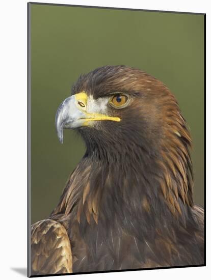 Golden Eagle (Aquila Chrysaetos) Adult Portrait, Cairngorms National Park, Scotland, UK-Pete Cairns-Mounted Photographic Print